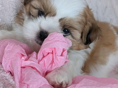 Adorable Shih Tzu Puppies – Family Raised, Vet Checked