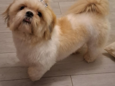 Adorable Shih Tzu Puppies – Family Raised, Vet Checked