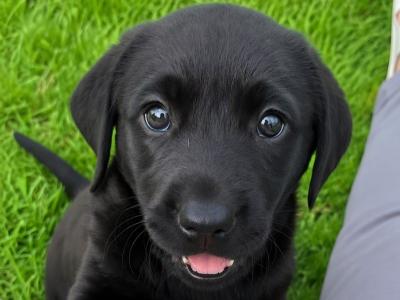 Purebred Labrador puppies in Laois