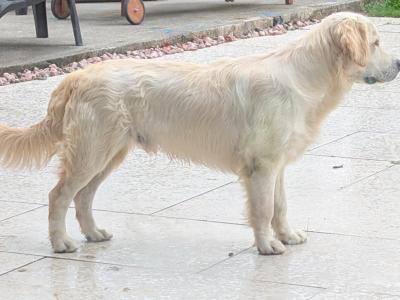 IKC Registered Show Quality Golden Retriever puppy 9 months old in Meath