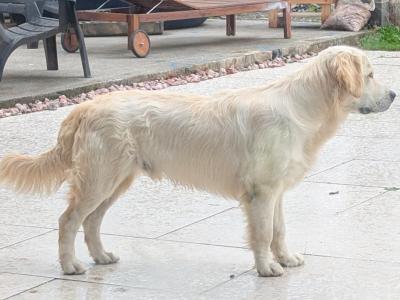 IKC Registered Show Quality Golden Retriever puppy 9 months old in Meath