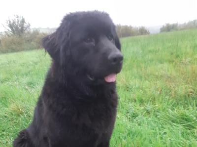 SOLD *** Newfoundland X  female puppy 11 months old in Leitrim