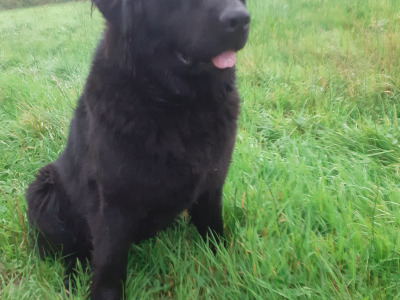SOLD *** Newfoundland X  female puppy 11 months old in Leitrim