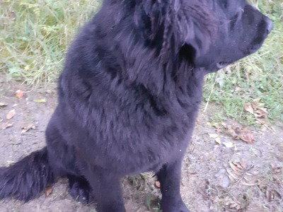 SOLD *** Newfoundland X  female puppy 11 months old in Leitrim