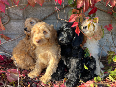 Cockapoo puppies in Wicklow