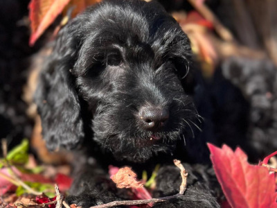 Cockapoo puppies in Wicklow