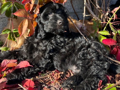 Cockapoo puppies in Wicklow