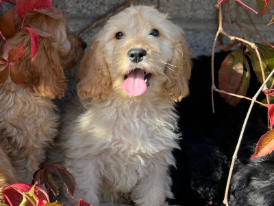 Cockapoo puppies in Wicklow