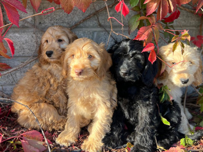 Cockapoo puppies in Wicklow