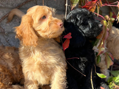 Cockapoo puppies in Wicklow