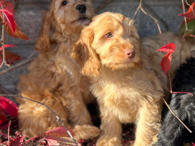 Cockapoo puppies in Wicklow