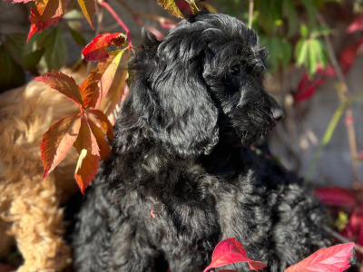Cockapoo puppies in Wicklow