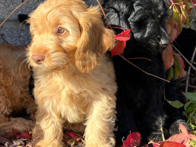 Cockapoo puppies in Wicklow