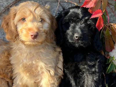 Cockapoo puppies in Wicklow