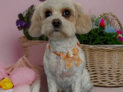 Chihuahua x Cavachon puppies in Carlow
