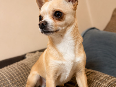 Chihuahua x Cavachon puppies in Carlow