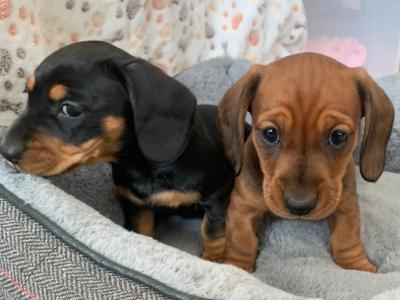 Miniature Dachshund puppies for sale in Galway