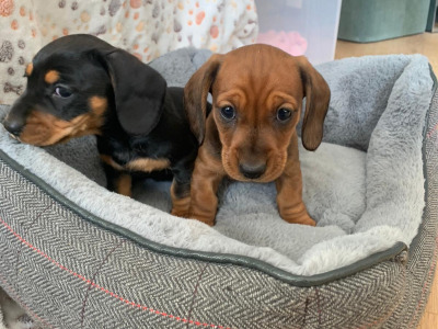 Mini Dachshunds for sale in Galway