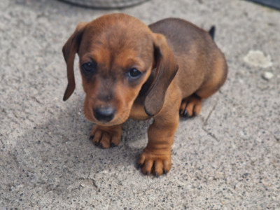 Mini Dachshunds for sale in Galway