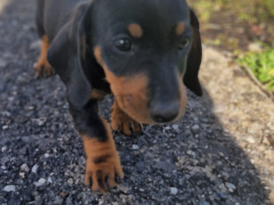 Mini Dachshunds for sale in Galway