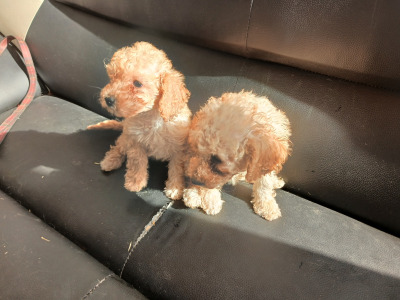 Poodle puppies in Cork