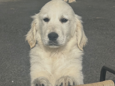 1 Beautiful male IKC Registered (pending) Golden Retriever puppies in Clare