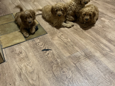 Beautiful Cavapoo puppies in Kilkenny
