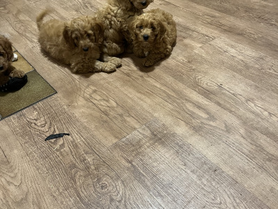 Beautiful Cavapoo puppies in Kilkenny
