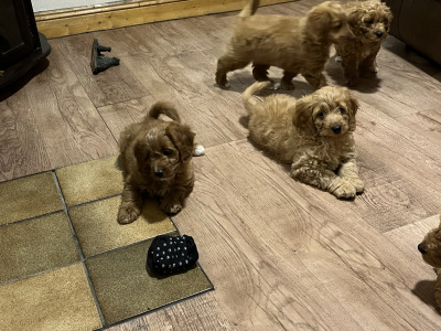 Beautiful Cavapoo puppies in Kilkenny