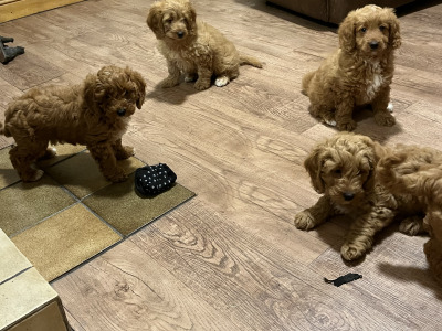 Beautiful Cavapoo puppies in Kilkenny
