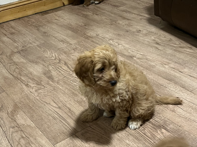 Beautiful Cavapoo puppies in Kilkenny