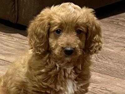 Beautiful Cavapoo puppies in Kilkenny
