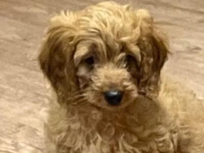 Beautiful Cavapoo puppies in Kilkenny