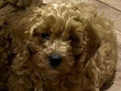 Beautiful Cavapoo puppies in Kilkenny