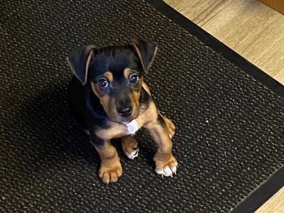 Black &tan Jack Russell for stud in Kilkenny