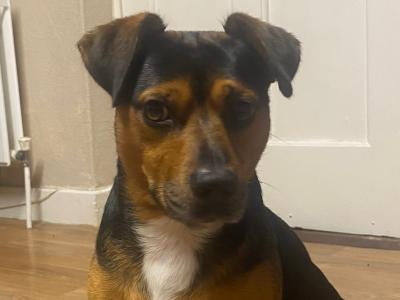 Black &tan Jack Russell for stud in Kilkenny