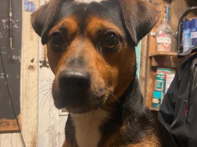 Black &tan Jack Russell for stud in Kilkenny