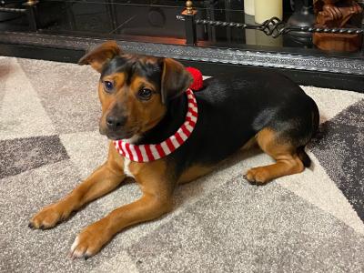 Black &tan Jack Russell for stud in Kilkenny