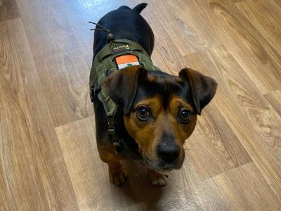 Black &tan Jack Russell for stud in Kilkenny