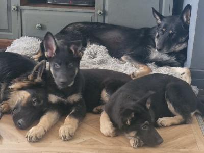 Stunning Traditional Straight Backed female German Shepherd puppy in Offaly