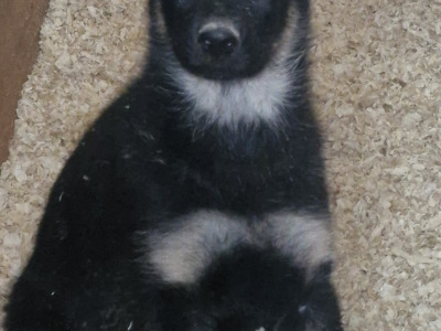 Stunning Traditional Straight Backed female German Shepherd puppy in Offaly