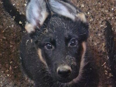 Stunning Traditional Straight Backed female German Shepherd puppy in Offaly