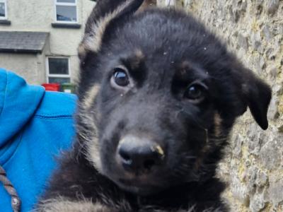 Stunning Traditional Straight Backed female German Shepherd puppy in Offaly