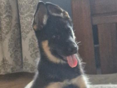 Stunning Traditional Straight Backed female German Shepherd puppy in Offaly