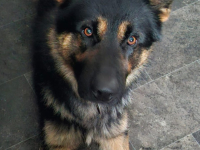 Stunning Traditional Straight Backed female German Shepherd puppy in Offaly