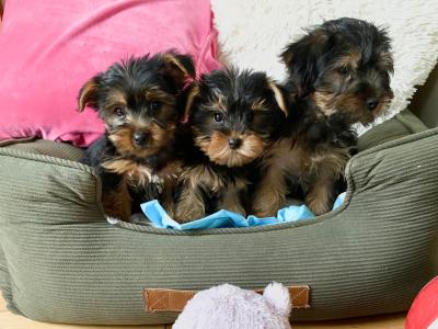 Purebred small Yorkshire Terrier puppies ❤️ in Meath