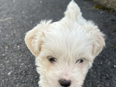 Shihchon (Shih Tzu x Bichon Frise) puppies in Carlow