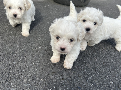 Shihchon (Shih Tzu x Bichon Frise) puppies in Carlow