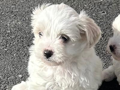 Shihchon (Shih Tzu x Bichon Frise) puppies in Carlow
