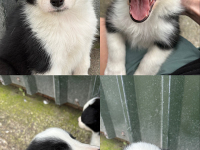 Purebred Border Collie puppies in Kerry